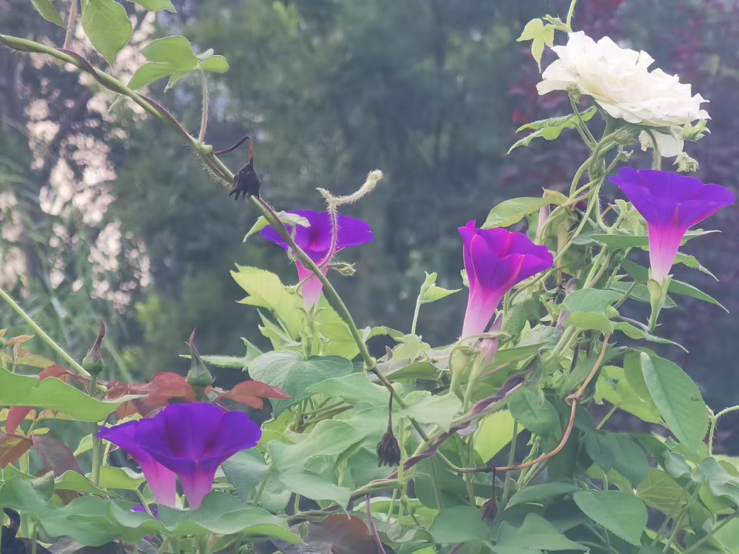 ΢ͼƬ_2025-08-18_101646_691.jpg