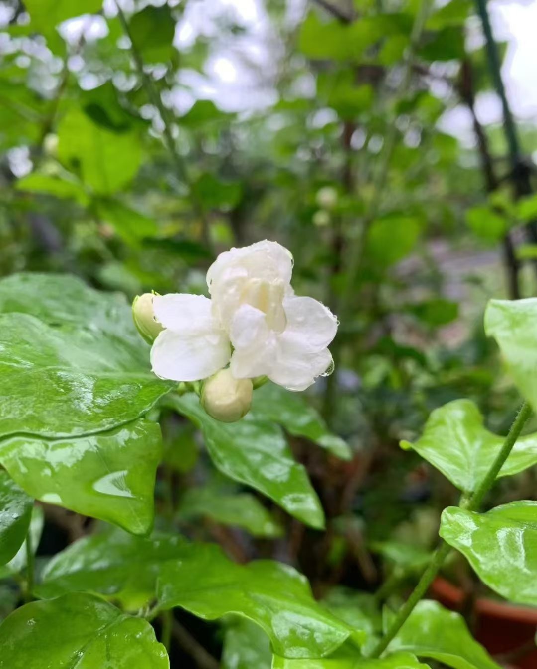 1761532876101456.jpg 微信图片_20251027104042_2441_478.jpg