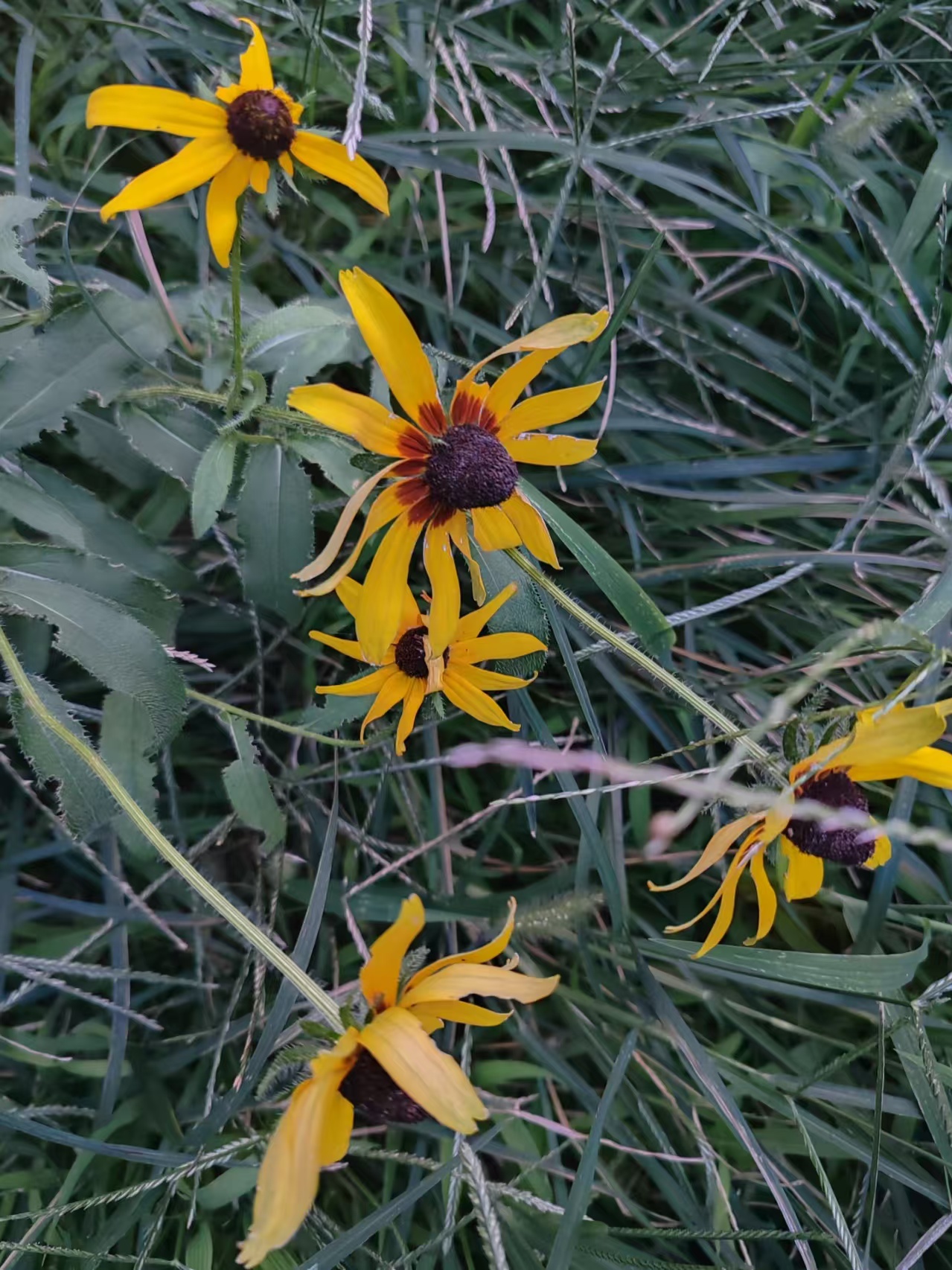 1761534008272868.jpg 微信图片_20251027105640_2449_478.jpg