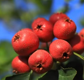 1762136461609351.png ͼƬ_2025-11-03_101746_552.png