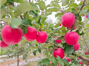 1762136577749151.png ͼƬ_2025-11-03_102217_799.png