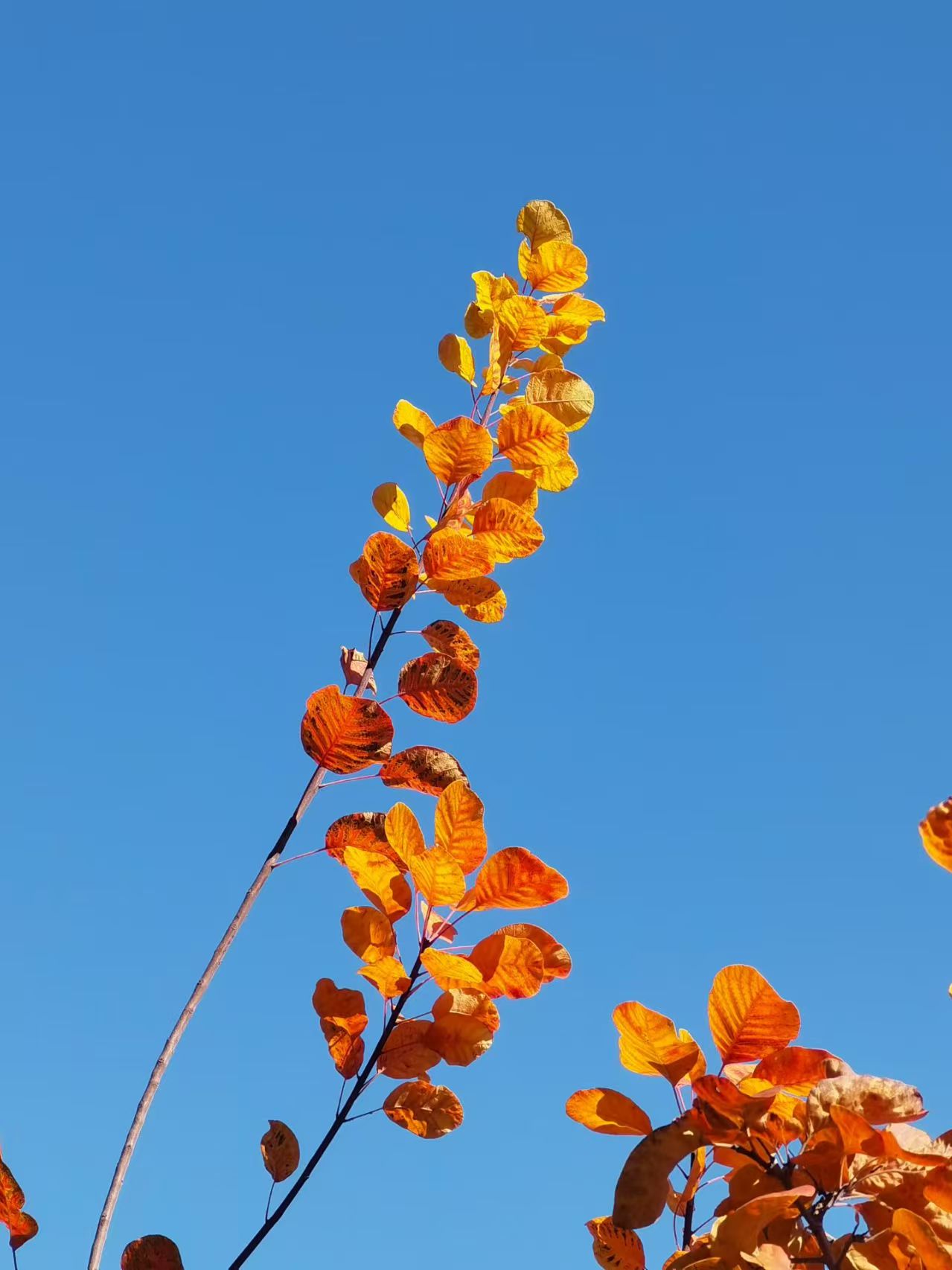 1762479713979887.jpg 微信图片_20251107093636_2768_478.jpg