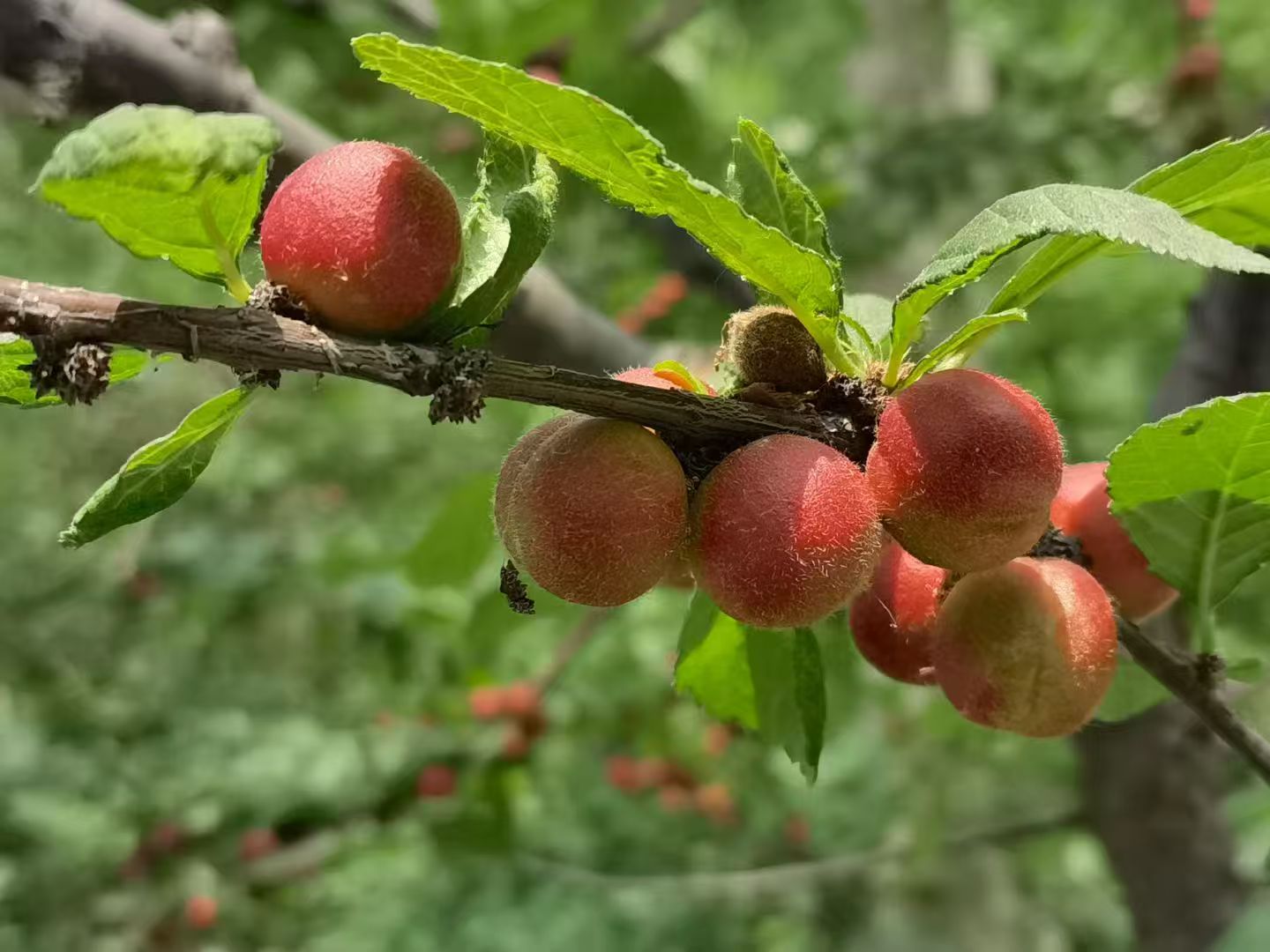 1763103022391663.jpg 微信图片_20251114144632_2946_478.jpg