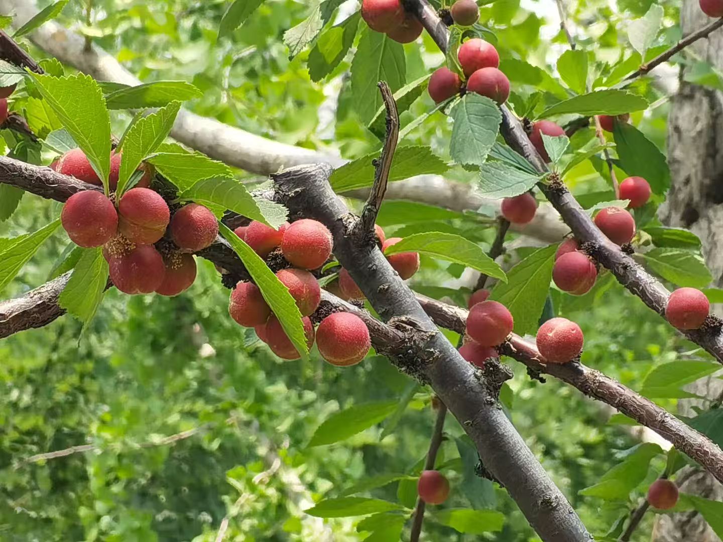 1763342658426451.jpg 微信图片_20251117091936_2950_478.jpg