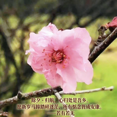 【除夕特刊】若有若无 · 诗歌《除夕·归航》:愿惦念